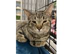 Adopt Clint a Brown Tabby Domestic Shorthair / Mixed (short coat) cat in
