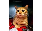 Adopt Iago a Domestic Shorthair / Mixed cat in Troy, VA (38736727)