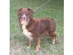 Adopt Willow a Australian Shepherd / Mixed dog in Pittsfield, IL (38853618)