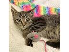 Adopt Sadie a Brown Tabby Domestic Shorthair / Mixed (short coat) cat in