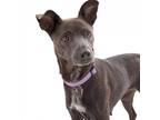 Adopt Uffie a Gray/Silver/Salt & Pepper - with Black Labrador Retriever /