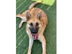 Adopt Wade a Shepherd (Unknown Type) / Mixed dog in Oceanside, CA (38630032)