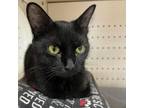 Adopt Sherry Baby a All Black Domestic Shorthair / Mixed cat in Fort Lauderdale
