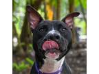 Adopt Hershey Kiss a Black Mixed Breed (Medium) / Mixed dog in Sarasota