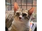 Adopt Adair a Domestic Shorthair / Mixed cat in Rocky Mount, VA (38872005)