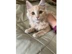 Adopt Griff 4114 a Domestic Mediumhair / Mixed cat in Vista, CA (38851063)