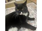 Adopt Nitro a Domestic Shorthair / Mixed cat in Spring Hill, KS (38819799)
