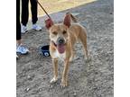 Adopt Shiba a Tan/Yellow/Fawn American Pit Bull Terrier / Mixed dog in El Paso