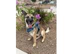 Adopt Chase a Tan/Yellow/Fawn German Shepherd Dog / Mixed dog in El Paso