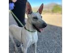 Adopt Nacho a Tan/Yellow/Fawn Border Terrier / Mixed dog in El Paso