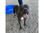 Adopt Lena a Black American Pit Bull Terrier / Mixed dog in El Paso