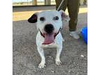 Adopt Sinead a White American Pit Bull Terrier / Mixed dog in El Paso