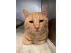 Adopt Hiram a Domestic Shorthair / Mixed cat in Troy, VA (38677341)