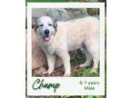 Adopt Champ a White - with Tan, Yellow or Fawn Great Pyrenees / Mixed dog in