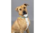 Adopt Captain Lasagna (Dodo) a Labrador Retriever / Mixed dog in Logan