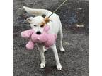 Adopt Rio - LOVES toys! a White - with Tan, Yellow or Fawn Pit Bull Terrier /