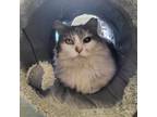 Adopt Lucille a Gray or Blue Domestic Longhair / Mixed cat in Harrisonburg