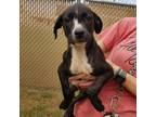 Adopt Azalea a Brindle American Pit Bull Terrier / Mixed dog in Abilene