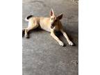 Adopt May Pup a Labrador Retriever / German Shepherd Dog / Mixed dog in New