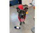 Adopt Octopus a Mixed Breed (Medium) / Mixed dog in Grand Forks, ND (38911129)
