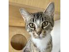 Adopt Tigerella a Gray or Blue Domestic Shorthair / Mixed cat in Mission