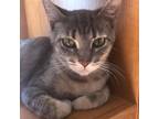 Adopt Cinder a Gray or Blue Domestic Shorthair / Mixed cat in Normal