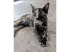 Adopt Rainbow a Tortoiseshell Domestic Shorthair / Mixed (short coat) cat in