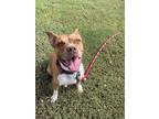 Adopt Kali a Tan/Yellow/Fawn - with White American Staffordshire Terrier / Mixed