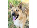 Adopt Daisy a German Shepherd Dog / Siberian Husky / Mixed dog in Monterey