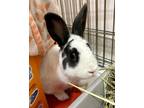 Adopt Joey Fatone a English Spot / Mixed rabbit in Santa Rosa, CA (38886868)