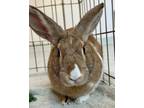 Adopt Baobab a Dutch / Mixed rabbit in Santa Rosa, CA (38803016)