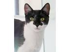 Adopt Taffeta a Domestic Shorthair / Mixed cat in Novato, CA (38691289)