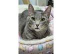 Adopt Olaf a Gray or Blue Domestic Shorthair / Mixed (short coat) cat in