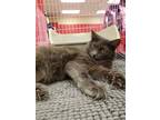 Adopt Princess (Napa Petco) a Gray or Blue Russian Blue / Mixed (long coat) cat