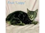 Adopt Fruit Loopy a Gray, Blue or Silver Tabby Domestic Shorthair / Mixed (short