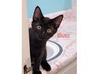 Adopt Bluto a All Black Domestic Shorthair / Mixed (short coat) cat in Maggie