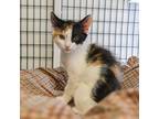 Adopt Sasha a Domestic Shorthair / Mixed (short coat) cat in Ewing