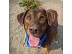 Adopt Darwin a Labrador Retriever / Mixed dog in Troutdale, OR (38639150)