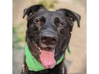 Adopt Scout a Labrador Retriever / German Shepherd Dog / Mixed dog in Troutdale