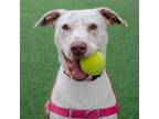 Adopt Tulip a Tan/Yellow/Fawn - with White Pointer / Pit Bull Terrier / Mixed