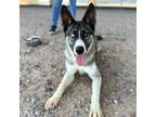 Adopt Shelby a White Husky / Mixed dog in El Paso, TX (38741258)