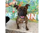 Adopt Vanilla a Brindle American Pit Bull Terrier / Mixed dog in El Paso