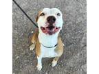 Adopt Debbie a Tan/Yellow/Fawn Pit Bull Terrier / Mixed dog in El Paso