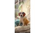 Adopt Rex (Jackson Bassetts) a Tan/Yellow/Fawn Basset Hound / Beagle / Mixed dog