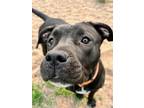 Adopt Diamond a Black - with White Pit Bull Terrier / Mixed dog in Webster