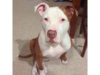 Adopt Clay a Tricolor (Tan/Brown & Black & White) American Staffordshire Terrier