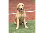 Adopt Leilani a Red/Golden/Orange/Chestnut Golden Retriever / Mixed dog in