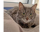 Adopt Tinkerbell a Gray or Blue Domestic Longhair / Domestic Shorthair / Mixed
