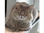 Adopt Corbin a Gray or Blue Domestic Longhair / Domestic Shorthair / Mixed cat