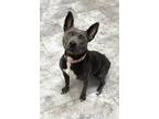 Adopt PANDORA ~ Sponsored Adopt Fee! a Terrier, Pit Bull Terrier